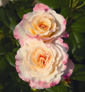 PERFECT HARMONY (hybrid tea)